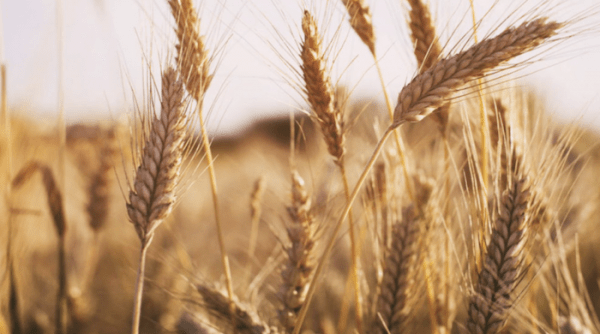 Цены на пшеницу падают, поскольку Россия компенсировала украинские поставки