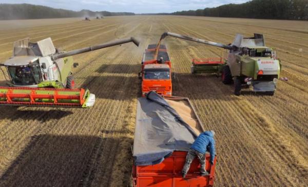 Засуха в России может обернуться благом для других мировых поставщиков пшеницы